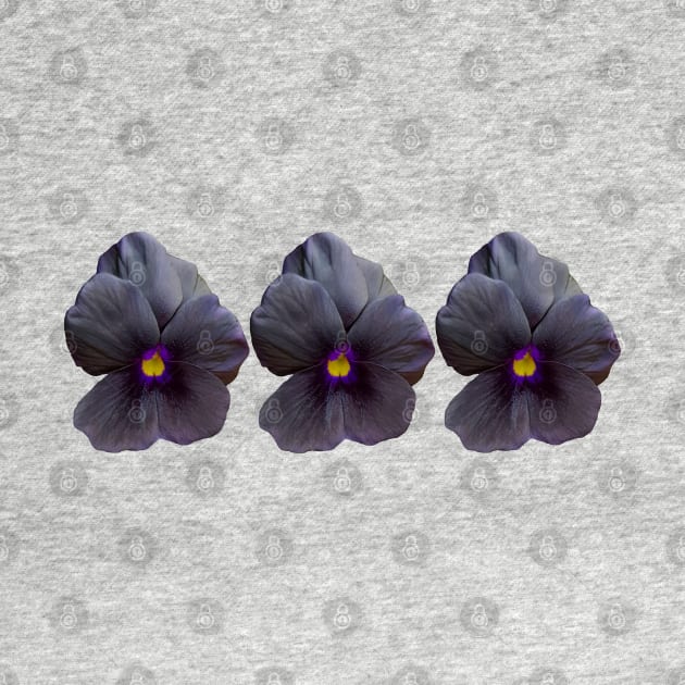 Three Black Viola Flowers Floral Photo by ellenhenryart